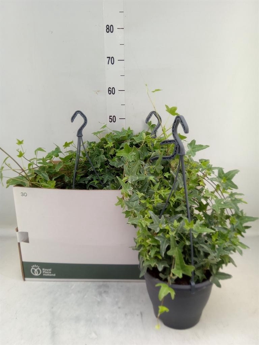 <h4>Hedera helix 'Mona Lisa'</h4>