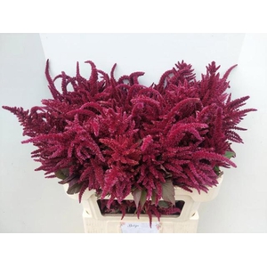 AMARANTHUS OVERIG AMAR OV