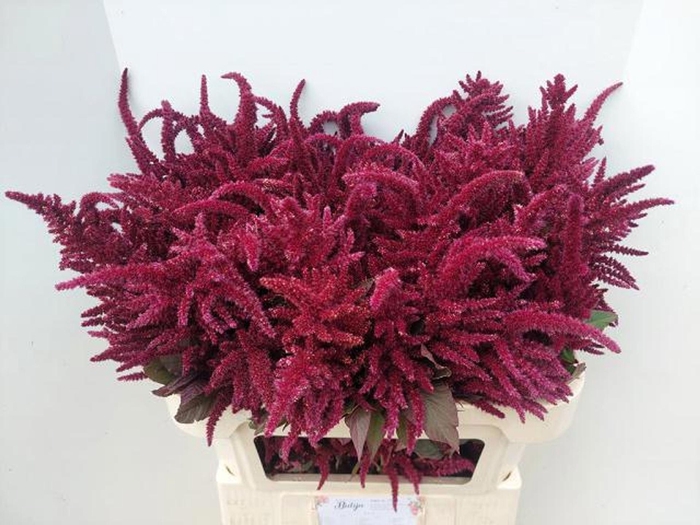 <h4>AMARANTHUS OVERIG AMAR OV</h4>