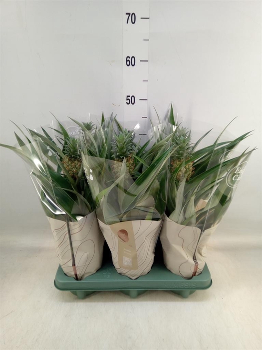 <h4>Ananas  'Mi Amigo'</h4>