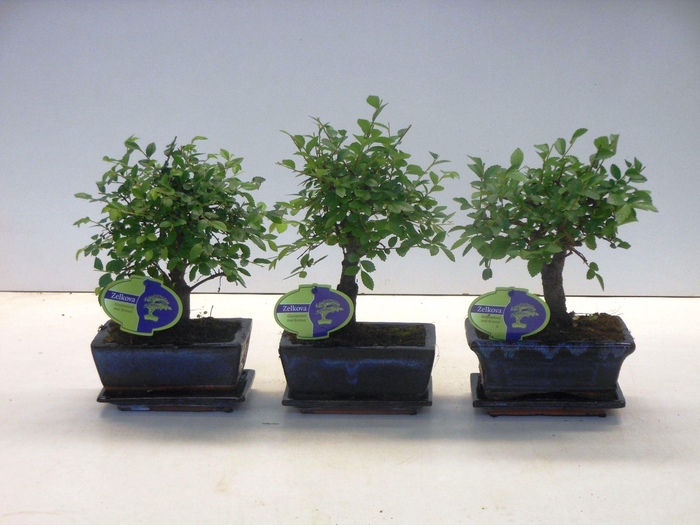 <h4>Zelkova parvifolia, 15cm., broom, with driptray</h4>