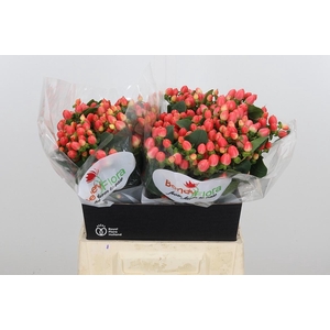 Hyp Mag Roy Princess