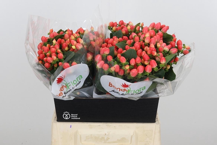 <h4>Hyp Mag Roy Princess</h4>