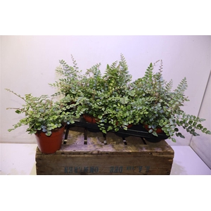 arr8 Pellaea Rotundifolia