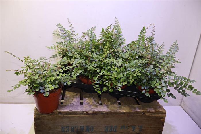 <h4>arr8 Pellaea Rotundifolia</h4>