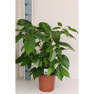 Schefflera Amate