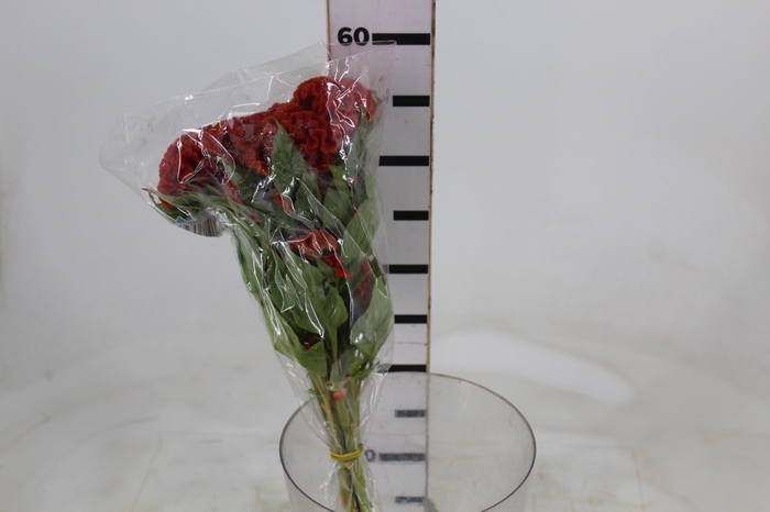 <h4>CELOSIA PERSIMMON CHIEF 060 CM LARANJA</h4>
