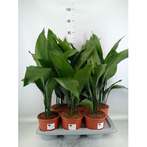 Aspidistra elat.