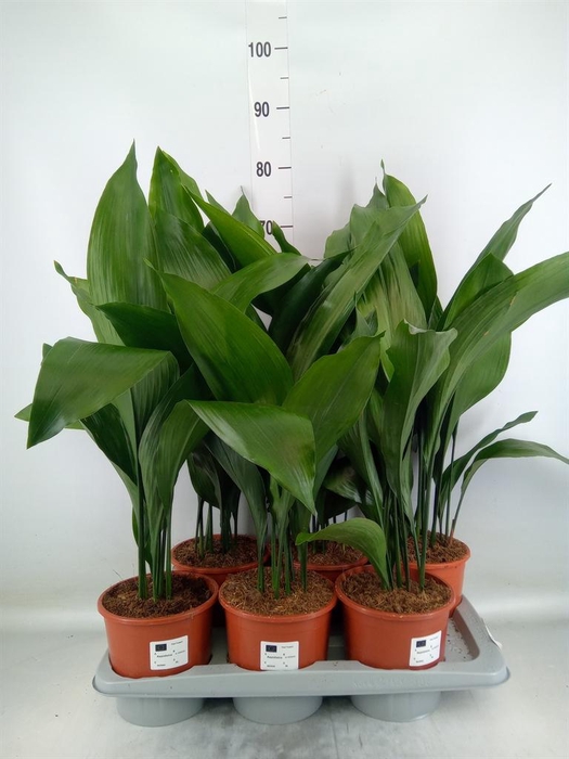 <h4>Aspidistra elat.</h4>