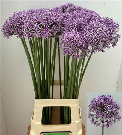 <h4>Allium Aflatunense</h4>