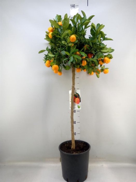 <h4>Citrus   ...</h4>