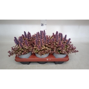 Ajuga reptans 'Multicolor'