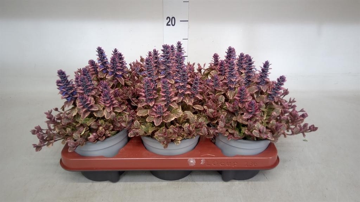 <h4>Ajuga reptans 'Multicolor'</h4>