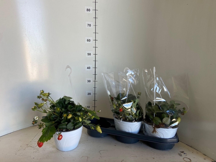 <h4>FRAG TOSCANA</h4>