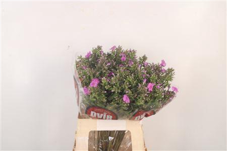 <h4>Phlox P Mika</h4>