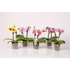 PHALAENOPSIS-HYBRID P6 2T SPEC KLEUREN
