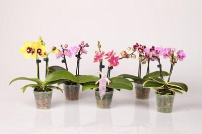 PHALAENOPSIS-HYBRID P6 2T SPEC KLEUREN