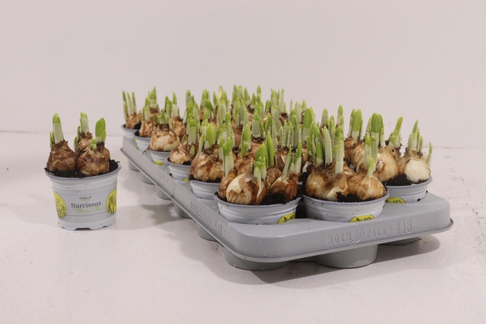 <h4>NARC O TETE A TETE</h4>