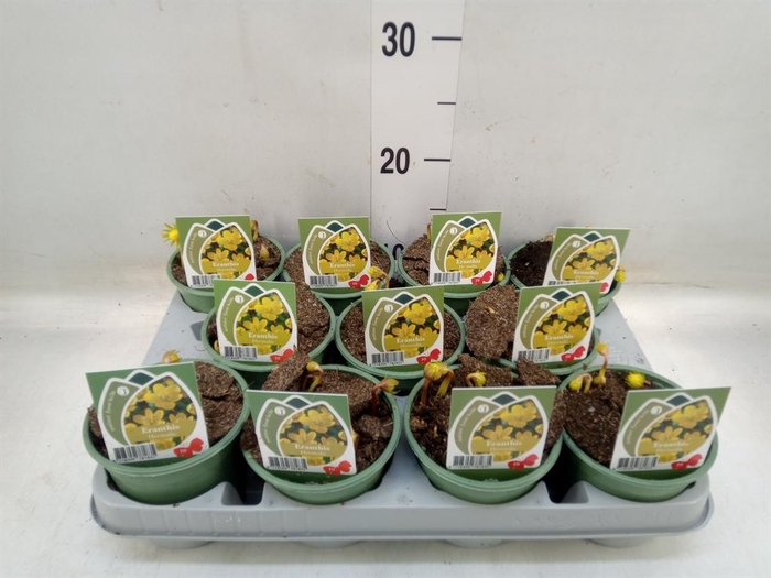 <h4>Eranthis hyemalis</h4>