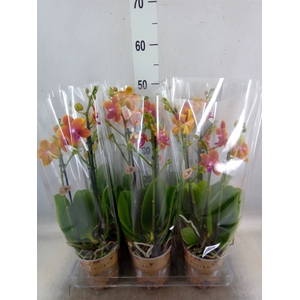 Phalaenopsis multi.   ...orange