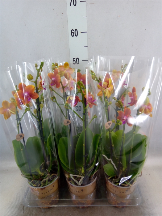 <h4>Phalaenopsis multi.   ...orange</h4>