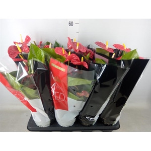 Anthurium andr. 'Madural'