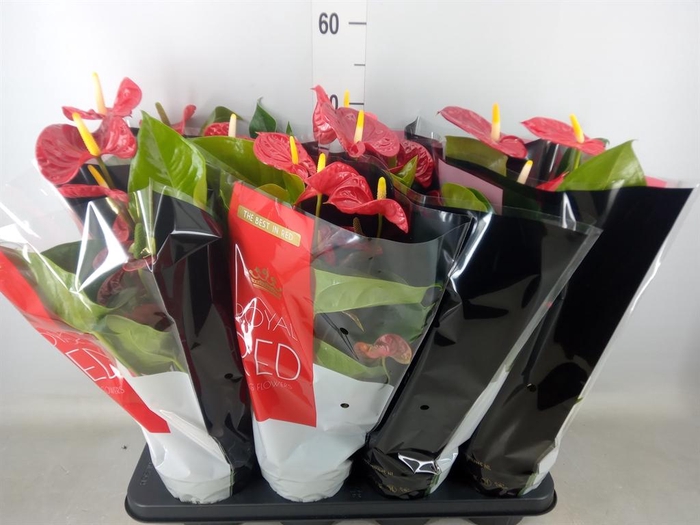 <h4>Anthurium andr. 'Madural'</h4>