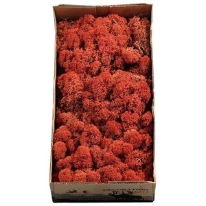 Ijslandmos (reindeer) Siena