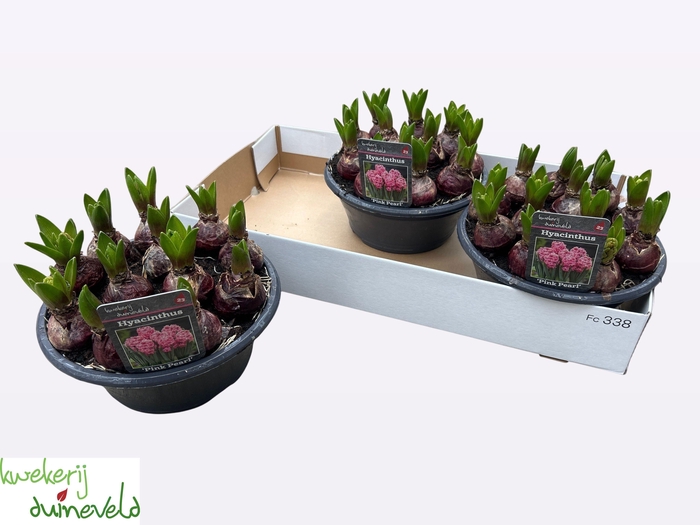 <h4>HYACIN PINK PEARL</h4>