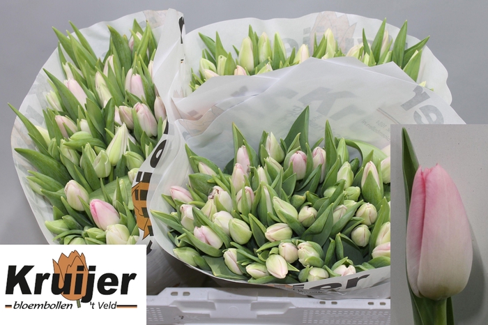 <h4>TU EN DYNASTY</h4>