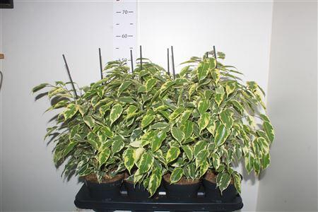 <h4>Fic Be Samantha</h4>