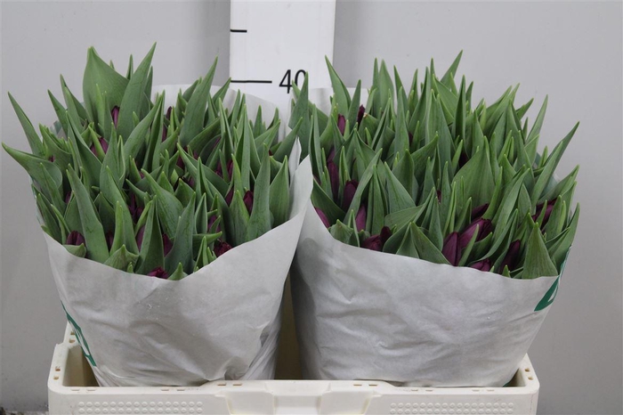 <h4>Tu En Purp Surprise</h4>