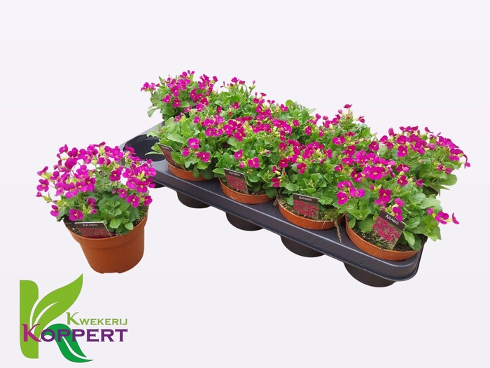 <h4>ARABIS CAUCASICA</h4>