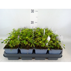 Mimosa pudica