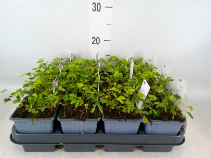 <h4>Mimosa pudica</h4>