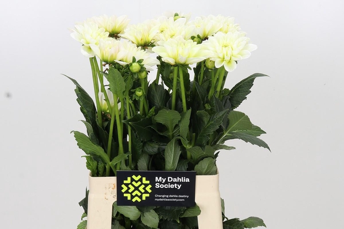 <h4>Dahlia Champagne</h4>