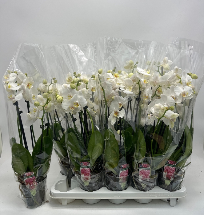 <h4>PHAL OV WIT</h4>