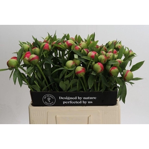 Paeonia coral charm