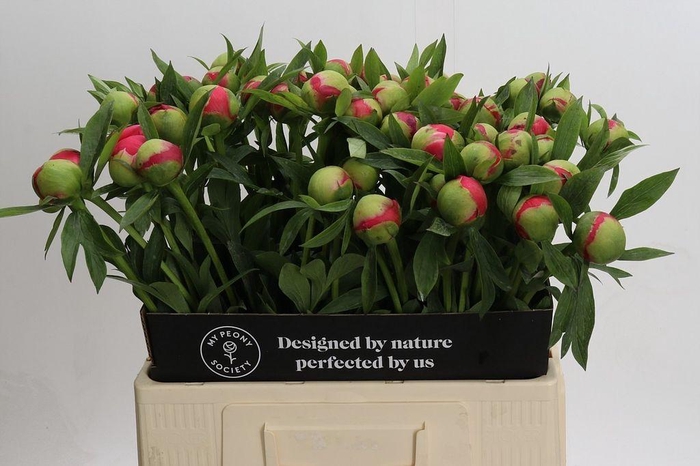 <h4>Paeonia coral charm</h4>