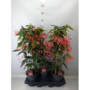 Begonia   ...