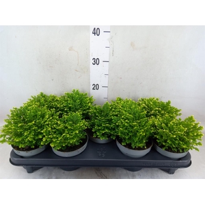 Selaginella martensii 'Jori'