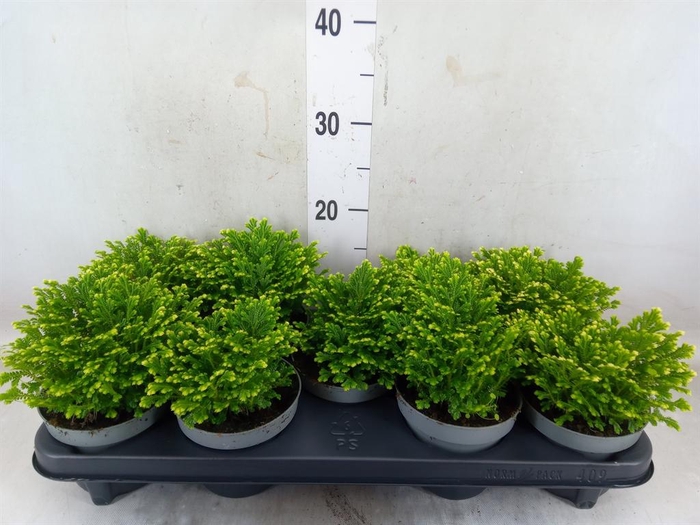 <h4>Selaginella martensii 'Jori'</h4>