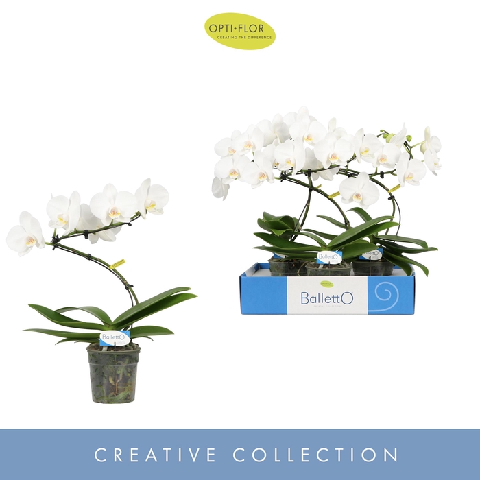 Balletto Wing 1 spike