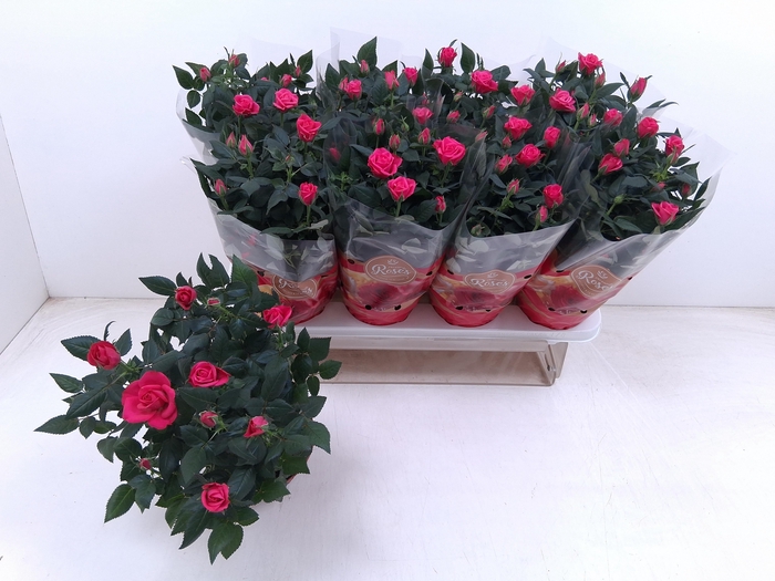 <h4>RO FAV RO PINK</h4>