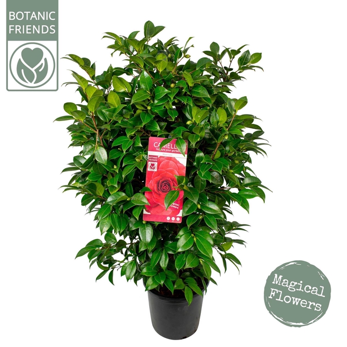 <h4>Camellia japonica</h4>
