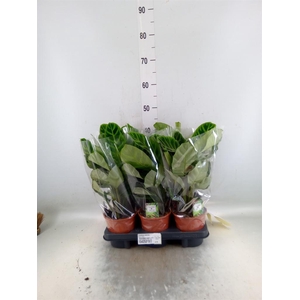 Calathea zebrina