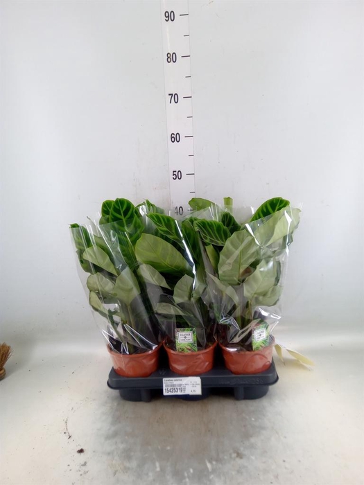 <h4>Calathea zebrina</h4>