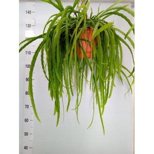 Lepismium bolivianum