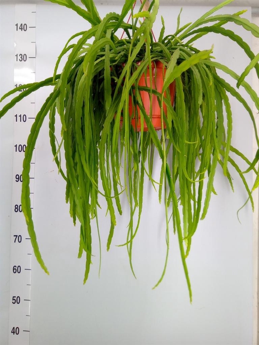 <h4>Lepismium bolivianum</h4>