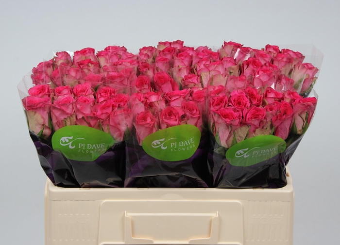 <h4>R GR MADAM PINK</h4>